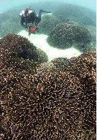 WWF to conduct survey of coral reef in Ishigakijima Island